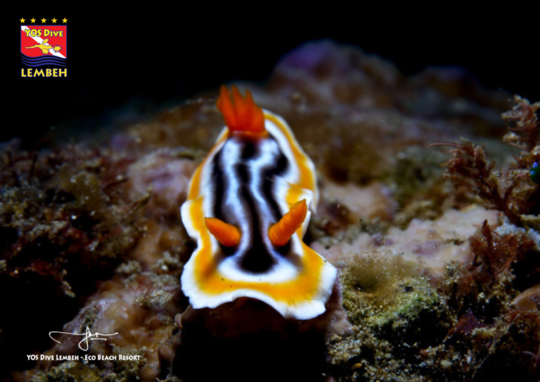 Nudibrach Yos Dive Lembeh 